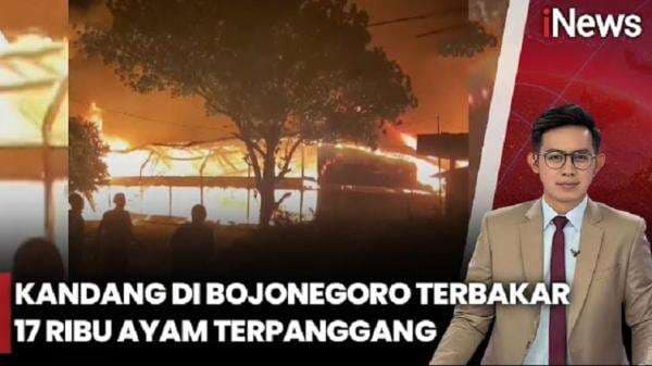Kandang Terbakar Hebat di Bojonegoro, Belasan Ribu Ayam Hangus Dilalap Api Kandang Terbakar Hebat di Bojonegoro, Belasan Ribu Ayam Hangus Dilalap Api