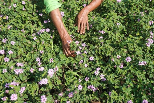 4 Cara Mendapatkan Uang dari Berkebun, Ubah Hobi Jadi Ladang Cuan 4 Cara Mendapatkan Uang dari Berkebun, Ubah Hobi Jadi Ladang Cuan