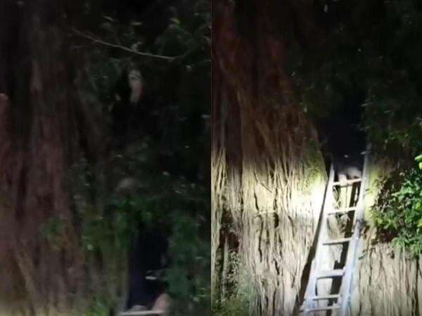 Heboh Pria yang Dikabarkan Hilang 3 Hari Ditemukan di Atas Pohon Beringin, Kejadian Mistis? Heboh Pria yang Dikabarkan Hilang 3 Hari Ditemukan di Atas Pohon Beringin, Kejadian Mistis?