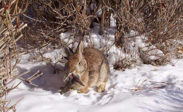 Penampakan Kelinci ‘Zombie’ dengan Tanduk Bikin Heboh Warga, Ini Faktanya Penampakan Kelinci ‘Zombie’ dengan Tanduk Bikin Heboh Warga, Ini Faktanya