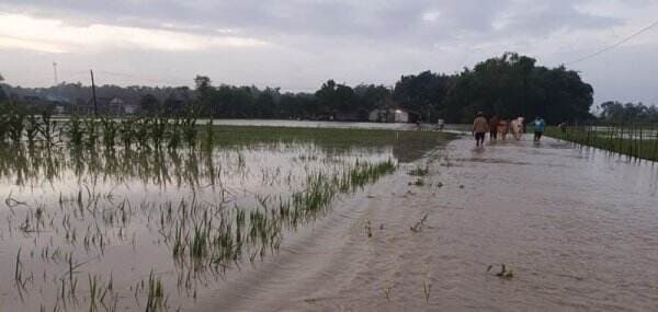 Kementan Mitigasi Bencana Banjir di Lahan Pertanian Grobogan