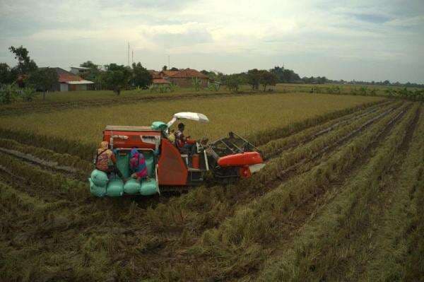 Kementan Pastikan Alsintan dan Irigasi Bergerak Serempak di Indramayu untuk Percepatan Tanam Kementan Pastikan Alsintan dan Irigasi Bergerak Serempak di Indramayu untuk Percepatan Tanam