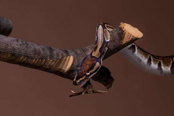 Kenapa di New Zealand Tidak Ada Ular? Kenapa di New Zealand Tidak Ada Ular?