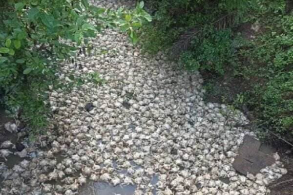 Keterlaluan! Ribuan Bangkai Ayam Dibuang ke Sungai Pinang, Ini Penampakannya