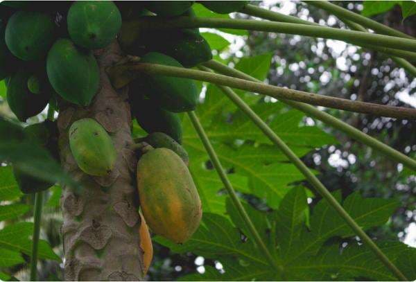Khasiat Daun Pepaya untuk Olahan Daging Kambing, Ini Fungsi dan Cara Menggunakannya! Khasiat Daun Pepaya untuk Olahan Daging Kambing, Ini Fungsi dan Cara Menggunakannya!