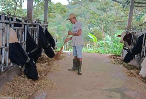 Klaster Susu Mulya Abadi Jadi Contoh Sukses Program Klasterkuhidupku BRI Klaster Susu Mulya Abadi Jadi Contoh Sukses Program Klasterkuhidupku BRI