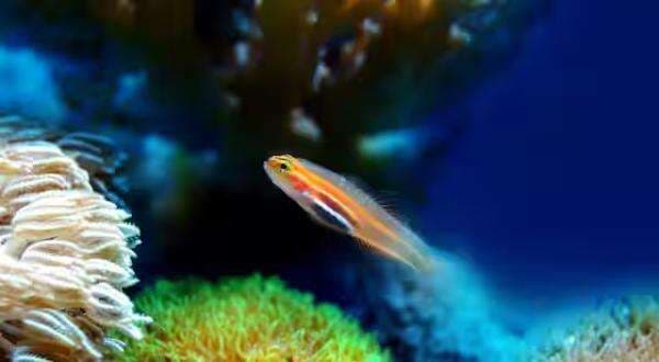 Kondisi Laut di Seluruh Dunia Kritis! PBB Beberkan Fakta Ilmiahnya Kondisi Laut di Seluruh Dunia Kritis! PBB Beberkan Fakta Ilmiahnya