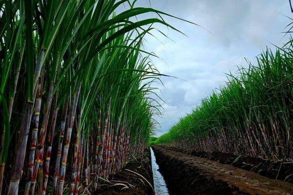Konsolidasi Bisnis Gula Danantara Disebut Bakal Percepat Swasembada Nasional Konsolidasi Bisnis Gula Danantara Disebut Bakal Percepat Swasembada Nasional