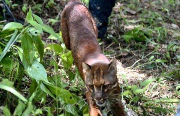 Menhut Lepas Liarkan Sepasang Kucing Emas di Taman Nasional Gunung Lauser, Ini Penampakannya Menhut Lepas Liarkan Sepasang Kucing Emas di Taman Nasional Gunung Lauser, Ini Penampakannya
