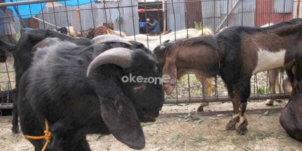 Kurban 1 Kambing Bisa untuk Berapa Orang? Kurban 1 Kambing Bisa untuk Berapa Orang?