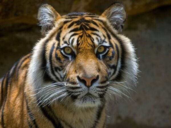 Latar Belakang Punahnya Harimau Jawa, dari Hilangnya Habitat hingga Kurangnya Konservasi