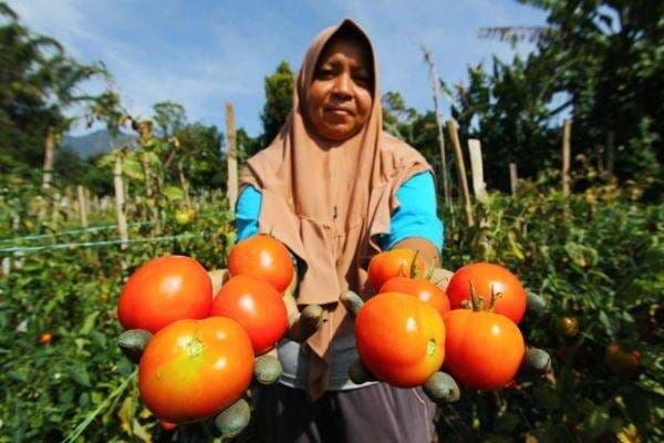 Lawan Cuaca Tak Menentu dengan Tomat, 5 Khasiat Alaminya untuk Tingkatkan Imunitas Tubuh Lawan Cuaca Tak Menentu dengan Tomat, 5 Khasiat Alaminya untuk Tingkatkan Imunitas Tubuh