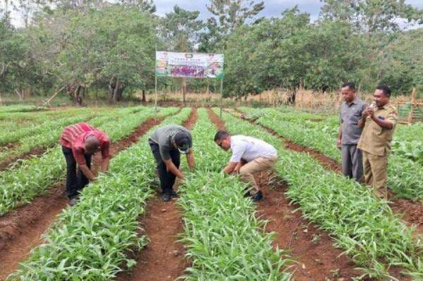 Bangun Ketahanan Pangan, Legislator Perindo Yusuf Bora Panen Raya Holtikultura di Sumba Barat Daya Bangun Ketahanan Pangan, Legislator Perindo Yusuf Bora Panen Raya Holtikultura di Sumba Barat Daya