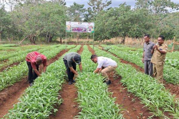 Bangun Ketahanan Pangan Lokal, Legislator Perindo Yusuf Bora Panen Raya Hortikultura Bangun Ketahanan Pangan Lokal, Legislator Perindo Yusuf Bora Panen Raya Hortikultura