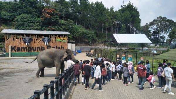 10 Wisata Cikole Bandung: Jelajahi Dunia Satwa Bersama Keluarga di Lembang Park and Zoo 10 Wisata Cikole Bandung: Jelajahi Dunia Satwa Bersama Keluarga di Lembang Park and Zoo
