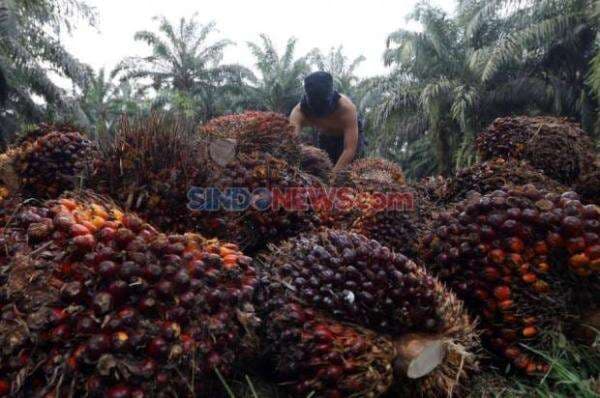 LPEM UI: Penyitaan Membabi Buta Akan Merusak Image Sawit Indonesia di Mata Dunia LPEM UI: Penyitaan Membabi Buta Akan Merusak Image Sawit Indonesia di Mata Dunia