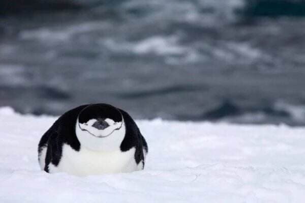 Lubang Ozon di Antartika Jadi Ancaman bagi Penangkaran Penguin dan Anjing Laut