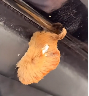 Lucu tapi Mematikan, Ini Ulat Gondrong asal Amerika Lucu tapi Mematikan, Ini Ulat Gondrong asal Amerika