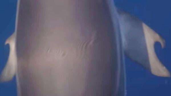 Lumba-lumba Beribu Jari Ditemukan untuk Pertama Kalinya Lumba-lumba Beribu Jari Ditemukan untuk Pertama Kalinya