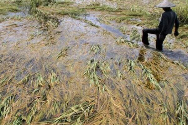 Memilukan! Perekonomian Petani Muaro Jambi Lumpuh Akibat Diterjang Banjir 2 Bulan