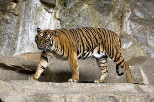 Mengapa Harimau Sumatera Terancam Punah? Fakta dan Upaya Penyelamatannya!