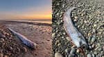 Mengapa Ikan Kiamat Dikaitkan dengan Bencana Alam, Ini Jawaban Ilmiahnya Mengapa Ikan Kiamat Dikaitkan dengan Bencana Alam, Ini Jawaban Ilmiahnya