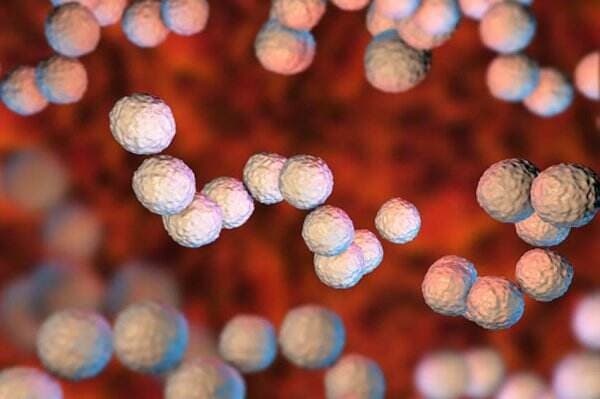 Mengenal Bakteri Strep A yang Sedang Mewabah di Jepang