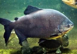 Mengenal Ikan Pacu, Sepupu Jauh Piranha yang Punya Gigi Mirip Manusia