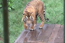 Mengerikan, Balita Diserang Harimau Sumatera saat Sedang Tidur
