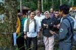 Menhut Lepasliarkan Satwa Dilindungi dan Beri 12 SK Perhutanan Sosial di Sorong Menhut Lepasliarkan Satwa Dilindungi dan Beri 12 SK Perhutanan Sosial di Sorong