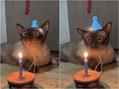 Viral Milo Si Kucing Terharu, Ekspresinya saat Ulang Tahun Bikin Netizen Ikut Gemas Viral Milo Si Kucing Terharu, Ekspresinya saat Ulang Tahun Bikin Netizen Ikut Gemas
