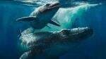 Misteri Monster Laut Kuno Mosasaurus Maroko: Fosil Asli atau Hanya Rekayasa? Misteri Monster Laut Kuno Mosasaurus Maroko: Fosil Asli atau Hanya Rekayasa?