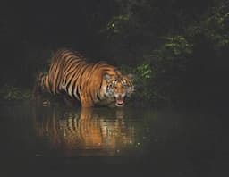 Misteri Punahnya Macan Bali Lebih Tragis dari Harimau Jawa