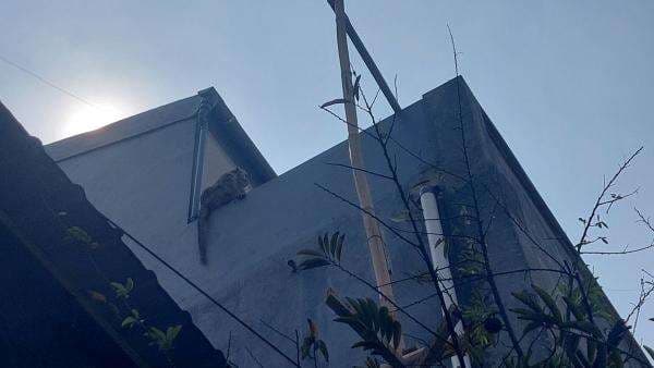 Monyet Liar Bikin Panik Warga Cimahi, Petugas Damkar Kesulitan Evakuasi Monyet Liar Bikin Panik Warga Cimahi, Petugas Damkar Kesulitan Evakuasi