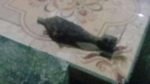 Penampakan Mortir Ditemukan Warga di Kebun Stroberi Ciwidey, Ukuran 81 Mm Buatan Belanda Penampakan Mortir Ditemukan Warga di Kebun Stroberi Ciwidey, Ukuran 81 Mm Buatan Belanda