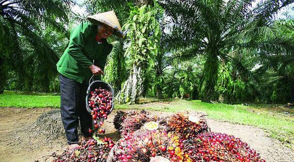 Sawit Berkelanjutan Ancam Nasib Petani Kecil Sawit Berkelanjutan Ancam Nasib Petani Kecil