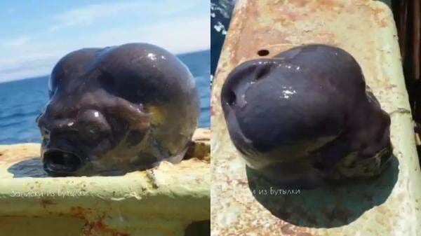 Nelayan Tangkap Ikan Aneh Mirip Alien, Begini Wujudnya Nelayan Tangkap Ikan Aneh Mirip Alien, Begini Wujudnya