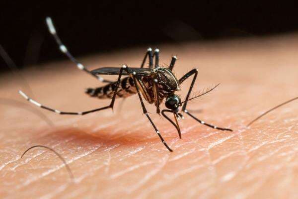 Nyamuk Demam Berdarah Muncul Jam Berapa? Nyamuk Demam Berdarah Muncul Jam Berapa?