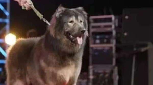 Okami Jadi Anjing Termahal di Dunia, Laku Terjual Rp95 Miliar Okami Jadi Anjing Termahal di Dunia, Laku Terjual Rp95 Miliar