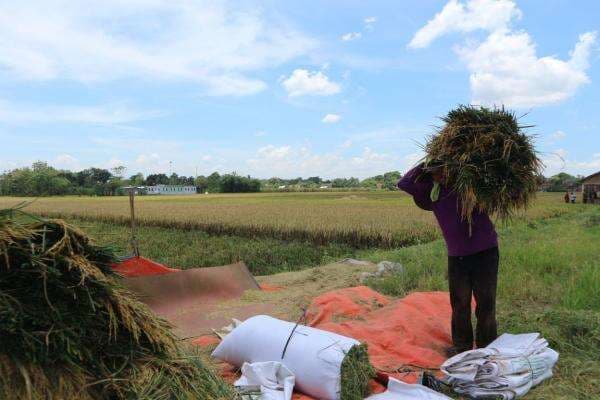 Panen Melimpah, Produktivitas Padi Meningkat Jadi 7,4 Ton/Hektare Panen Melimpah, Produktivitas Padi Meningkat Jadi 7,4 Ton/Hektare