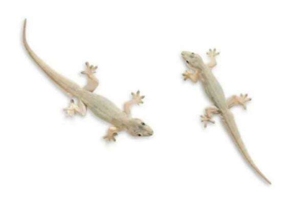 Pakar IPB University Ungkap Manfaat dan Risiko Cicak di Rumah Pakar IPB University Ungkap Manfaat dan Risiko Cicak di Rumah