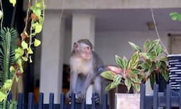 Pakar ITB: Monyet Masuk Kota Tanda Bencana Alam, Kekurangan Makanan dan Kompetisi