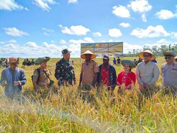 Panen Perdana, Sawah Wanam Buka Jalan Swasembada Pangan dari Papua Panen Perdana, Sawah Wanam Buka Jalan Swasembada Pangan dari Papua