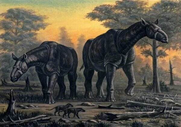 Paraceratherium Mamalia Terbesar di Bumi setelah Kepunahan Dinosaurus