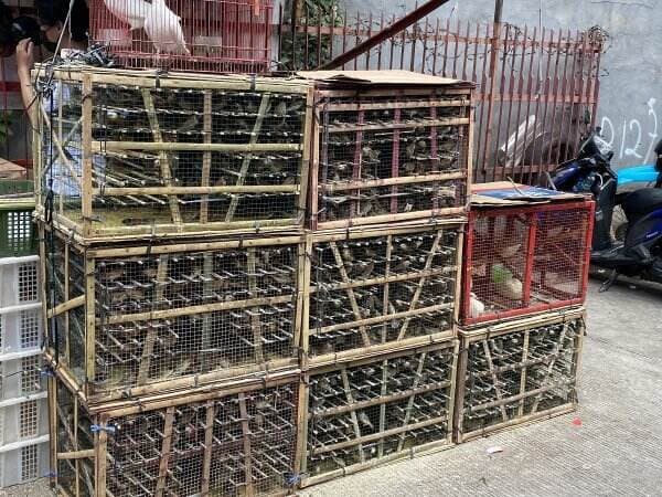 Pedagang Burung di Area Wihara Dharma Bakti Ketiban Rezeki Gegara Perayaan Imlek