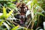Pekerja Bahan Baku Kertas di Riau Tewas Dimangsa Harimau