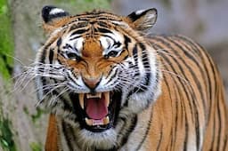 Pekerja Bahan Baku Kertas di Riau Tewas Mengenaskan Dimangsa Harimau