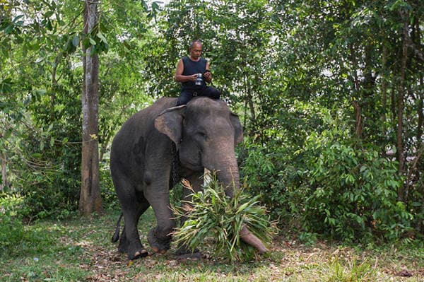 Prabowo Akan Bangun Konservasi Gajah di Aceh, Ini Alasannya Prabowo Akan Bangun Konservasi Gajah di Aceh, Ini Alasannya