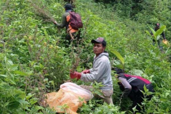 Pemilik 56 Lokasi Ladang Ganja di Taman Nasional Bromo Tengger Semeru Terungkap, Ini Sosoknya Pemilik 56 Lokasi Ladang Ganja di Taman Nasional Bromo Tengger Semeru Terungkap, Ini Sosoknya