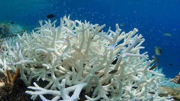 Pemutihan Karang Jadi Ancaman Nyata bagi Masa Depan Laut